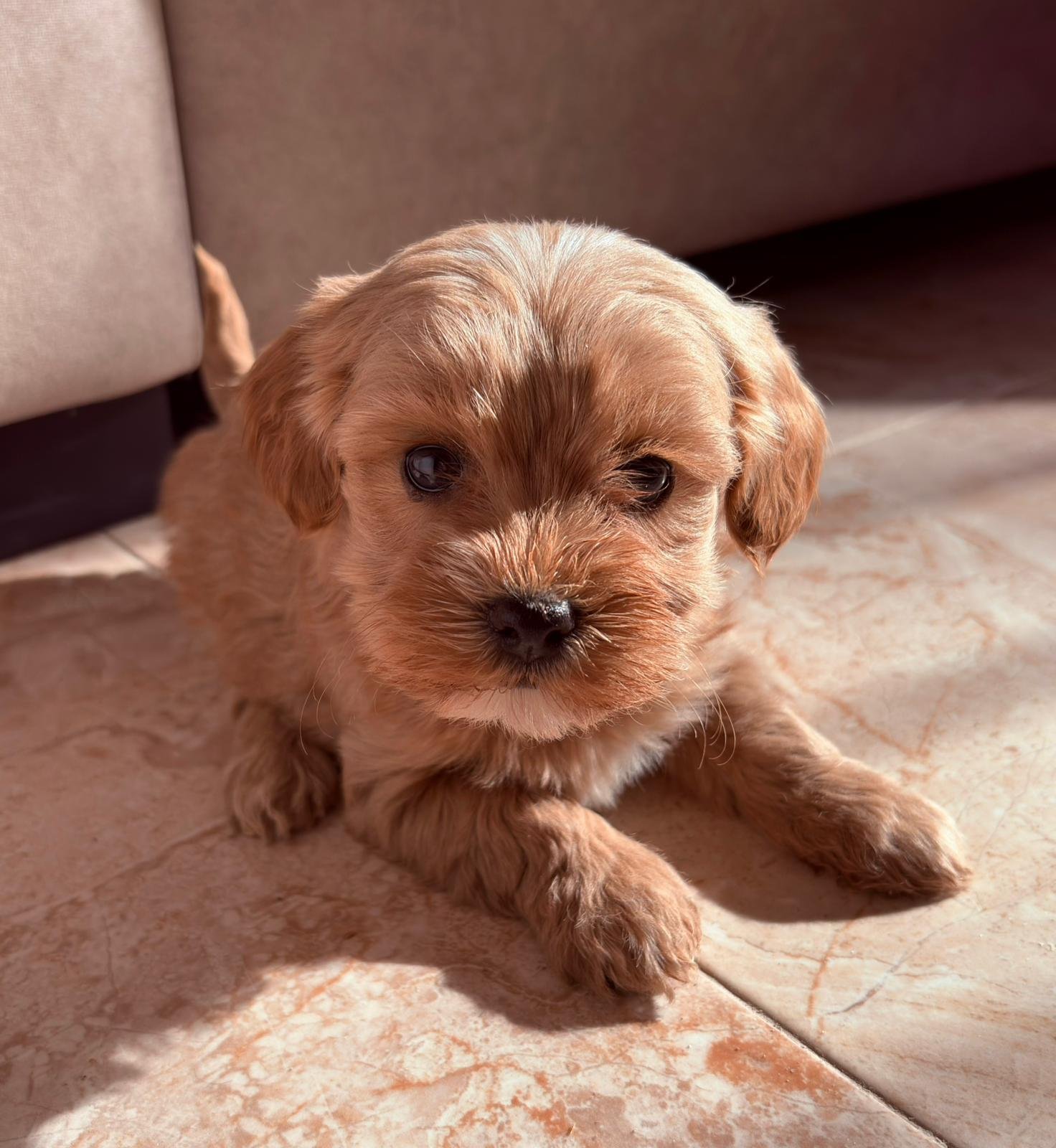 Comprar maltipoo Murcia